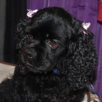 Covington Creek Veterinary Hospital - our sweet girl who needed help - Veterinarians Near Me - Fort Bragg, California