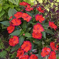 Country Gardens Garden Center - New guinea impatient with punk ruffled edge