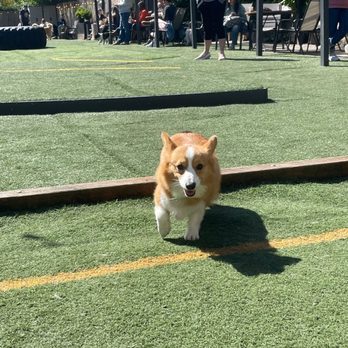 Dogwood Play Park - Corgi running in the outdoor area - Dog Parks Near Me - Seattle, Washington Dogwood Play Park - Corgi running in the outdoor area - Dog Parks Near Me - Seattle, Washington