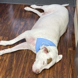 Happy Paws Dog Grooming - Joey so sleepy