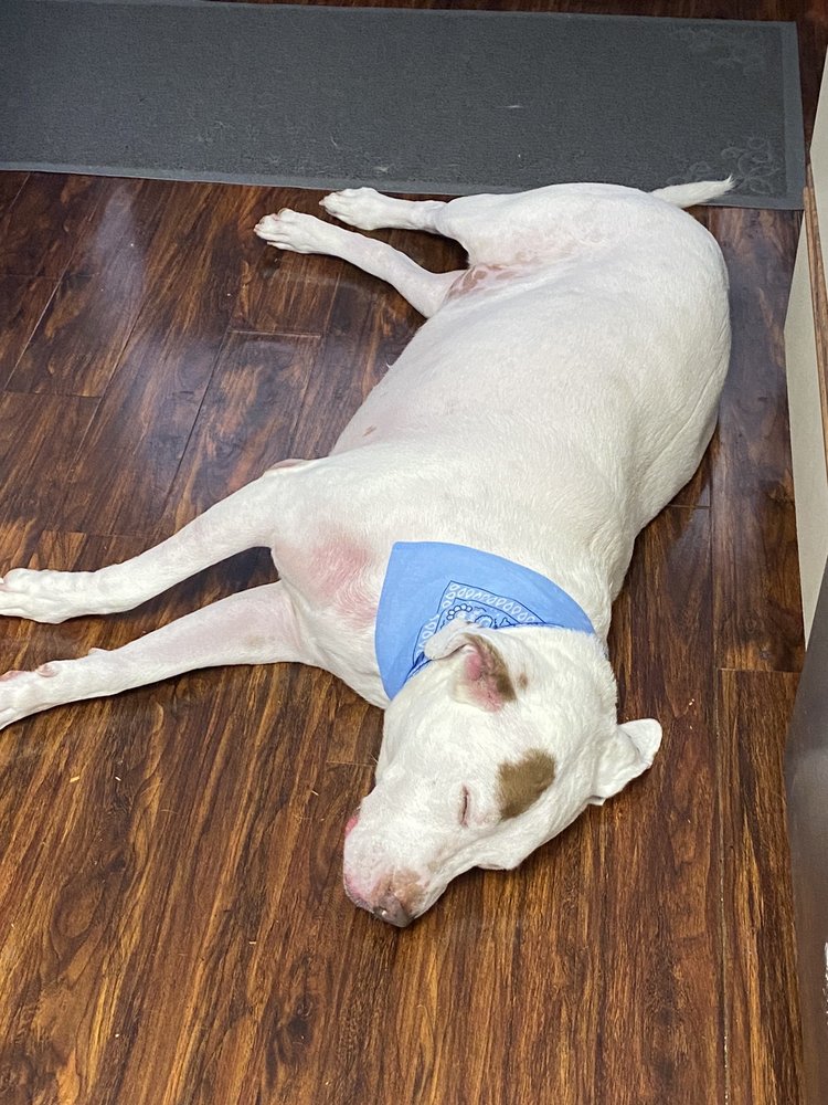 HAPPY PAWS DOG GROOMING 149 Photos & 146 Reviews 118 E Colorado Blvd, Monrovia, California