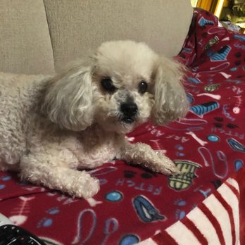 Four Paws Inn Pet Resort & Dog Training Center - Bedtime Shakira !!! - Pet Groomers Near Me - Converse, Texas