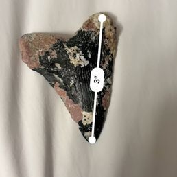 Three inch meg tooth. Three inch meg tooth.