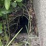 Photo of Martini Pest Services