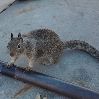 Lake Cunningham Park - Squirrels galore at the park - Parks Near Me - San Jose, California Lake Cunningham Park - Squirrels galore at the park - Parks Near Me - San Jose, California
