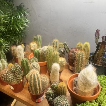 The Concrete Jungle - Cactuses for sale ! - Coffee & Tea Near Me - Brooklyn, New York The Concrete Jungle - Cactuses for sale ! - Coffee & Tea Near Me - Brooklyn, New York