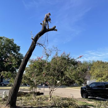 Classic Cuts Tree Trimming and Removal - a man on top of a tree - Tree Services Near Me Classic Cuts Tree Trimming and Removal - a man on top of a tree - Tree Services Near Me