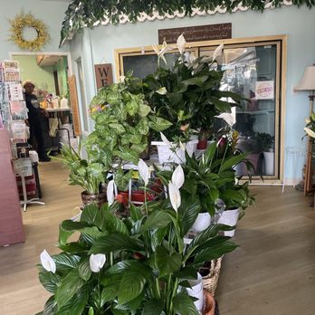 Pampered Lady Florist - Interior shop - Florists Near Me - Altadena, California