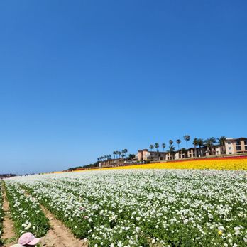 The Flower Fields - Fields - Venues & Event Spaces Near Me - Carlsbad, California The Flower Fields - Fields - Venues & Event Spaces Near Me - Carlsbad, California