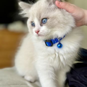 Day Spring Ragdolls - Jedi - our handsome little man! - Pet Breeders Near Me - Shingle Springs, California