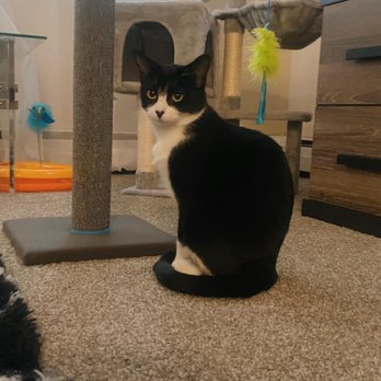 Capital Area Humane Society - Cat - Animal Shelters Near Me - Lansing, Michigan