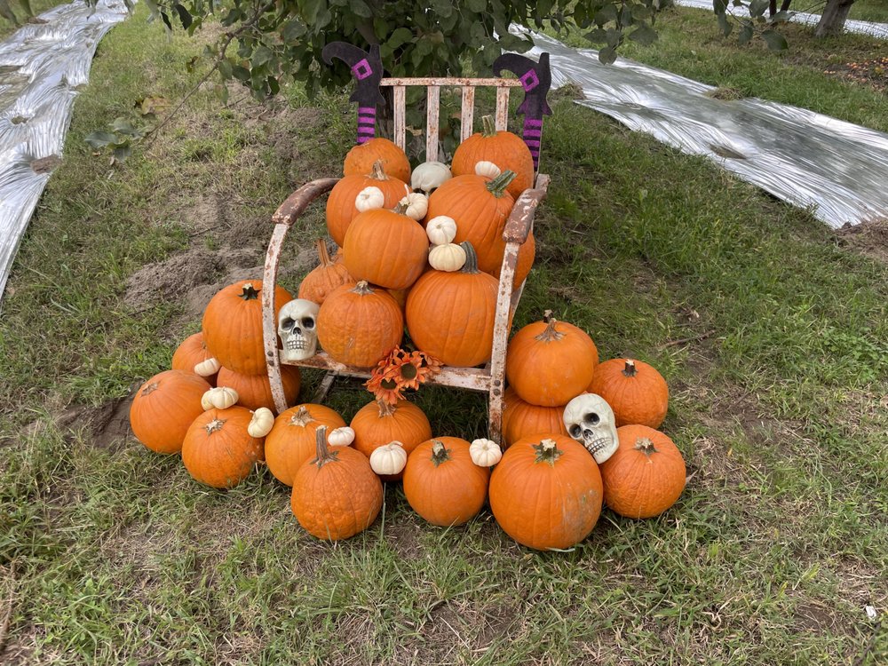 LUCKY YOU ORCHARDS RIPON Updated September 2024 72 Photos & 29