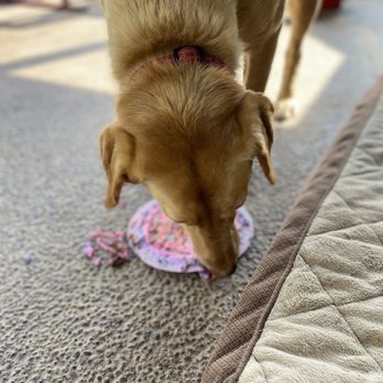 Brad’s Barkery - Dolly definitely enjoyed her birthday cake, she had to lick the plate clean! - Pet Stores Near Me - Carmel-By-The-Sea, California