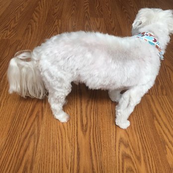 A Handsome Hound Grooming Salon - Pet Groomers Near Me - Fredericksburg, Virginia