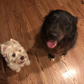 Leashes of Love - Hattie and Bella have been our clients since 2008, before Leashes of Love was officially launched! - Pet Sitting Near Me Leashes of Love - Hattie and Bella have been our clients since 2008, before Leashes of Love was officially launched! - Pet Sitting Near Me