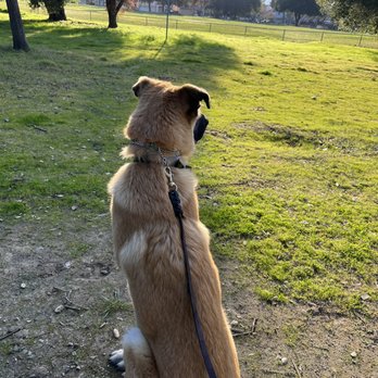 Inclined Canine Academy - Pet Training Near Me - Morgan Hill, California Inclined Canine Academy - Pet Training Near Me - Morgan Hill, California