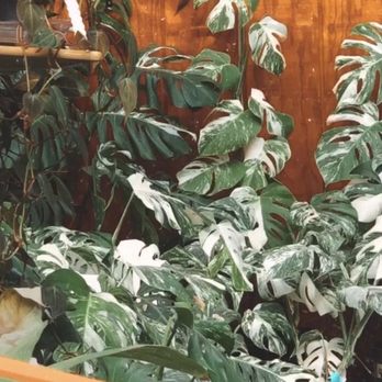 Alpine Nursery & Landscape - Nurseries & Gardening Near Me - Puyallup, Washington