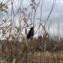 Photo of Burnaby Lake Regional Nature Park
