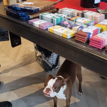 Totem - a brown and white dog standing under a table - Coffee & Tea Supplies Near Me - Montreal, Quebec Totem - a brown and white dog standing under a table - Coffee & Tea Supplies Near Me - Montreal, Quebec