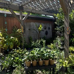 Talini's Nursery - Outside nursery area.