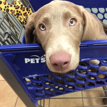 PetSmart - Bailey's first visit to Pet Smart - Pet Stores Near Me - Lexington, Kentucky