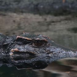 Tulsa Zoo - I love visiting the Dwarf Caiman exhibit.