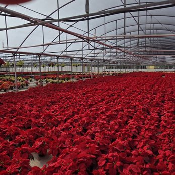 Orban's Nursery - Nurseries & Gardening Near Me - Bradenton, Florida
