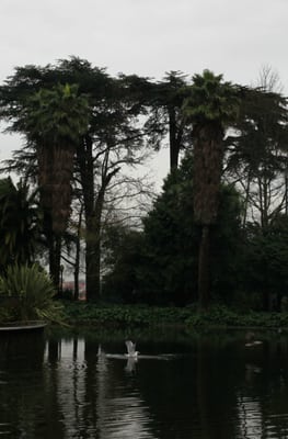Jardins do Palácio de Cristal by null
