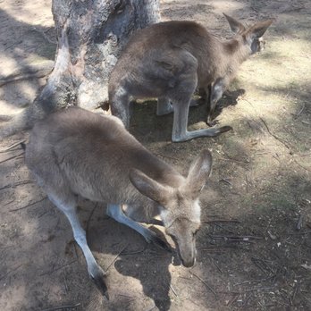 Lone Pine Koala Sanctuary - Zoos Near Me - Fig Tree Pocket, QLD Lone Pine Koala Sanctuary - Zoos Near Me - Fig Tree Pocket, QLD