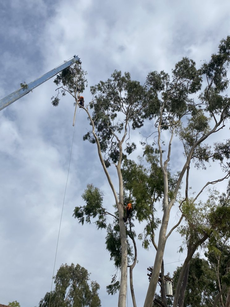 California Tree Design - tree service in Pasadena, CA