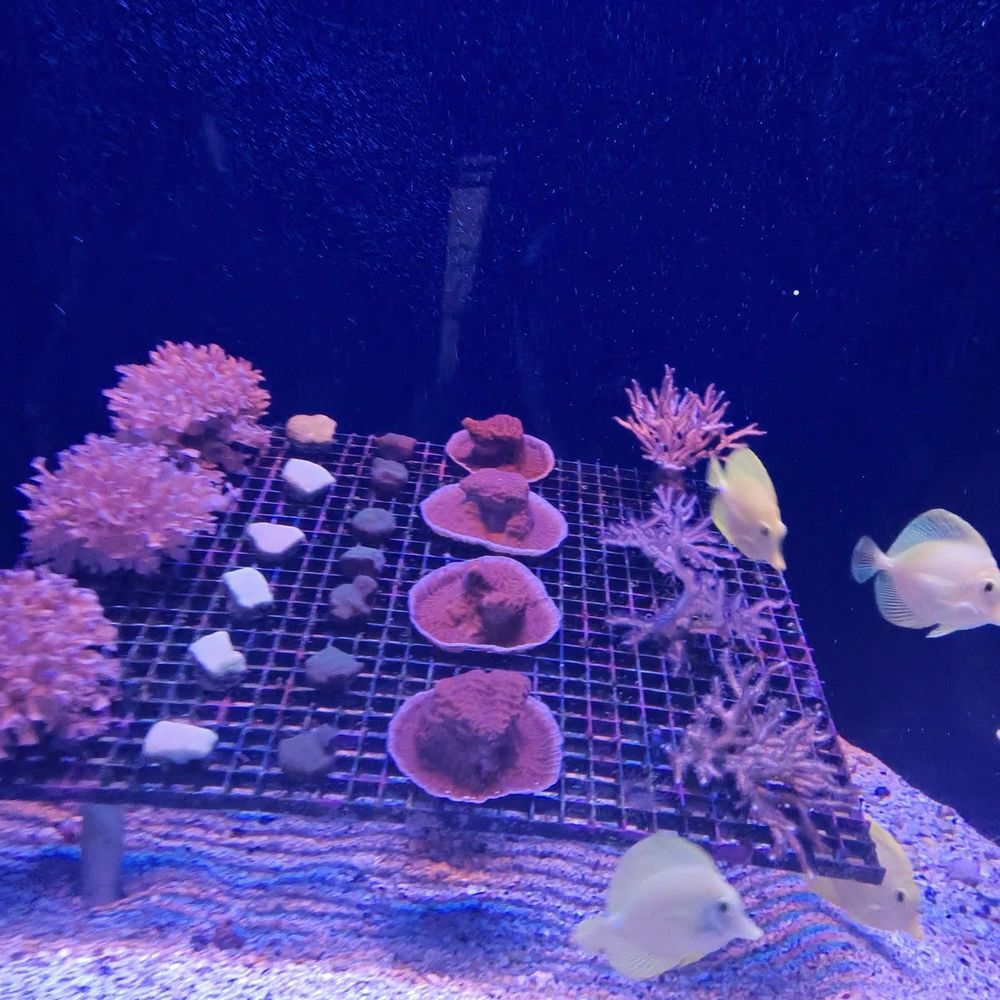 Maui Ocean Center - Aquariums Near Me - Wailuku, Hawaii Maui Ocean Center - Aquariums Near Me - Wailuku, Hawaii