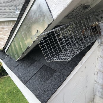 Knock Em Dead - This is a one-way door that is placed over an entry point a squirrel made, this allows the squirrel to exit, and not get back in. - Pest Control Near Me Knock Em Dead - This is a one-way door that is placed over an entry point a squirrel made, this allows the squirrel to exit, and not get back in. - Pest Control Near Me