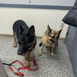 Snyder Veterinary Clinic - Bear and Angel
