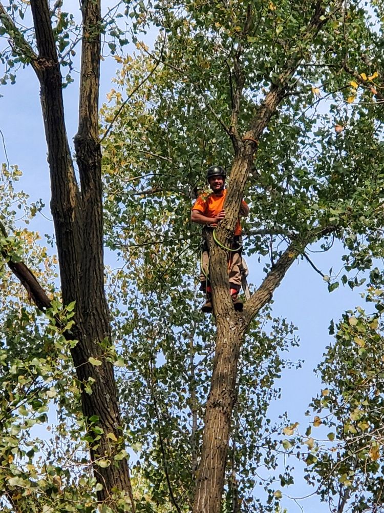 Ole Dad's Outdoor Solutions - tree service in Blue Springs, MO