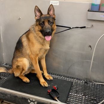 Pet Supplies Plus Glenville - Toby enjoying his bath. - Pet Groomers Near Me - Glenville, New York Pet Supplies Plus Glenville - Toby enjoying his bath. - Pet Groomers Near Me - Glenville, New York