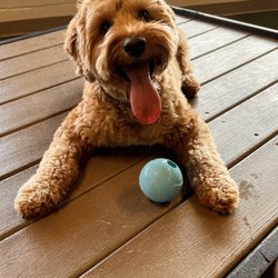 Wag 'N Paddle - Griswold the Golden Doodle at his favorite place, Wag n Paddle!