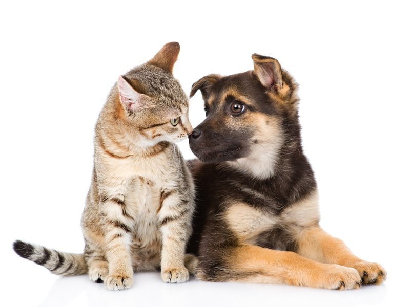 Bryce’s Pet Care Service - pet boarding facility in Albion, IN