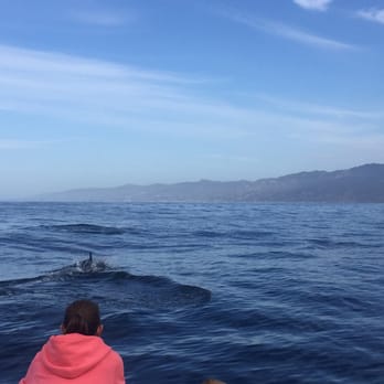 Malibu Coastal Adventures - Dolphins! - Boating Near Me