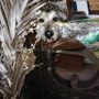 Photo of White Plains Animal Hospital