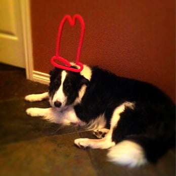 Arby's - a black and white dog with a red hat - Fast Food Near Me - Amherst, Ohio
