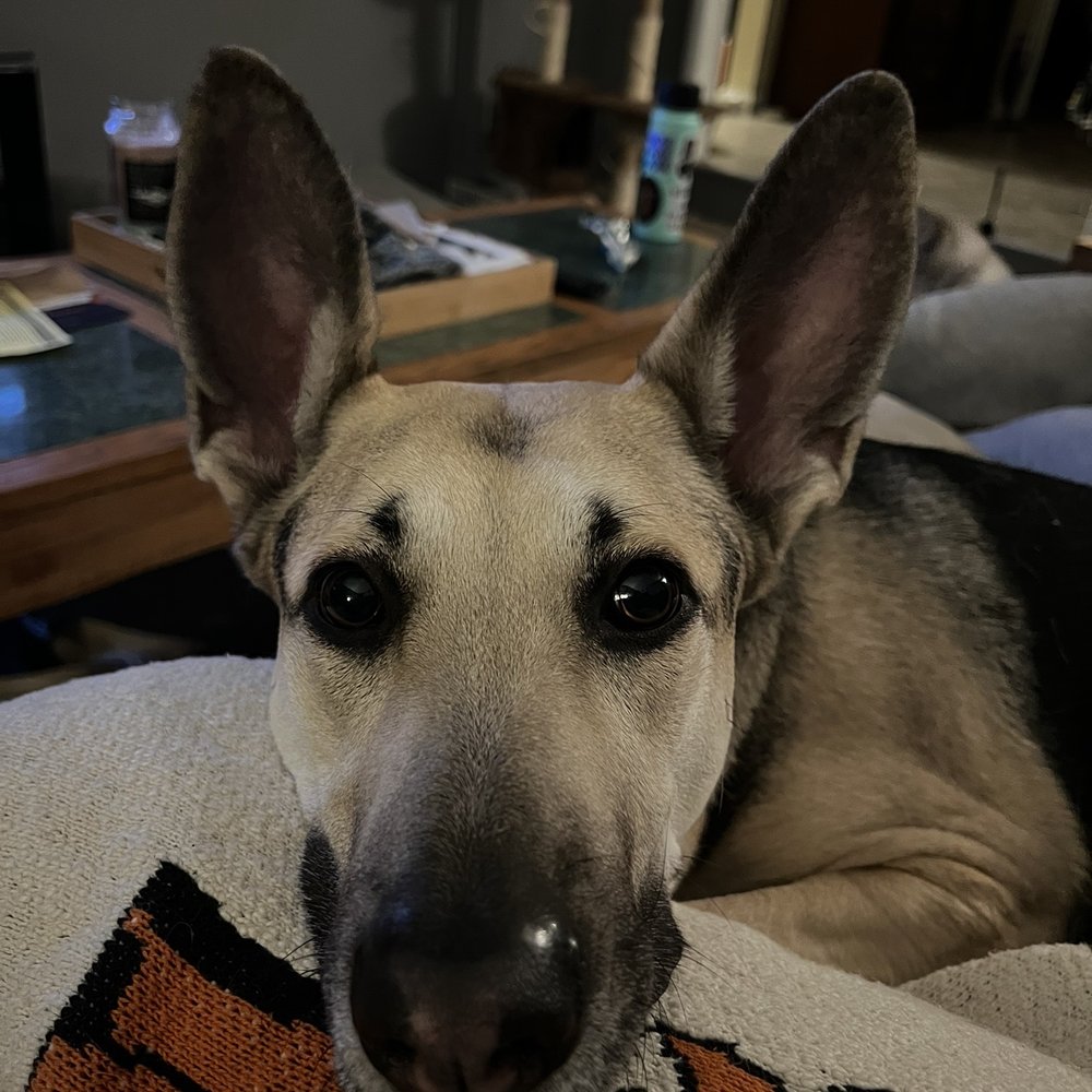 Theo happy after coming home from another stay at On Command.