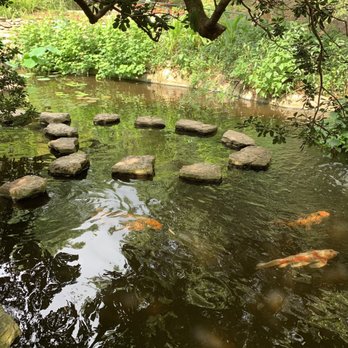 Zilker Botanical Gardens - Where the Koi fishes hangout - Botanical Gardens Near Me - Austin, Texas Zilker Botanical Gardens - Where the Koi fishes hangout - Botanical Gardens Near Me - Austin, Texas