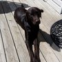Photo of Perky Paws Pet Sitting