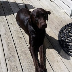 Perky Paws Pet Sitting - Porter :)
