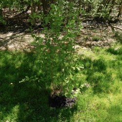 Vernal Witchhazel double the growth in a couple weeks!