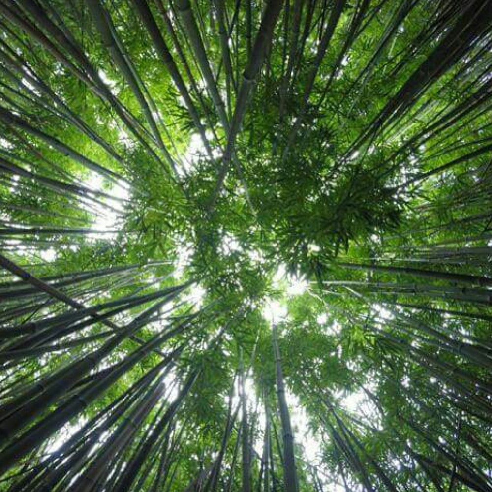 Lulumahu Falls - My pov of the bamboo forrest - Hiking Near Me - Honolulu, Hawaii
