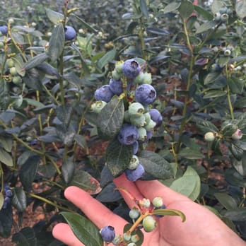 West Tom - a hand holding a bunch of blueberries - Fruits & Veggies Near Me - Ocoee, Florida