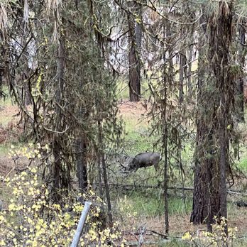 LaPine State Park - La Pine State Park - saw quite a few deer on the trails - Parks Near Me - La Pine, Oregon