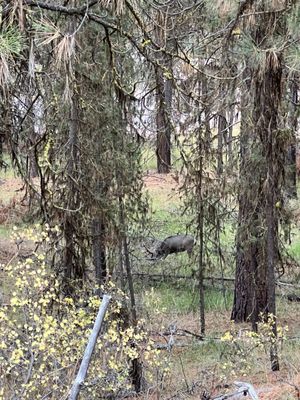 LaPine State Park by null