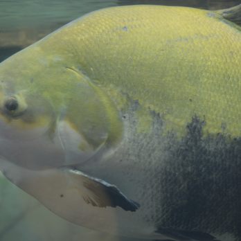 Shedd Aquarium - piranhas - Aquariums Near Me - Chicago, Illinois Shedd Aquarium - piranhas - Aquariums Near Me - Chicago, Illinois